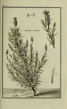 Image of lavender