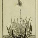 Image of Aloe succotrina Weston