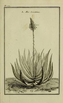 Image of Aloe