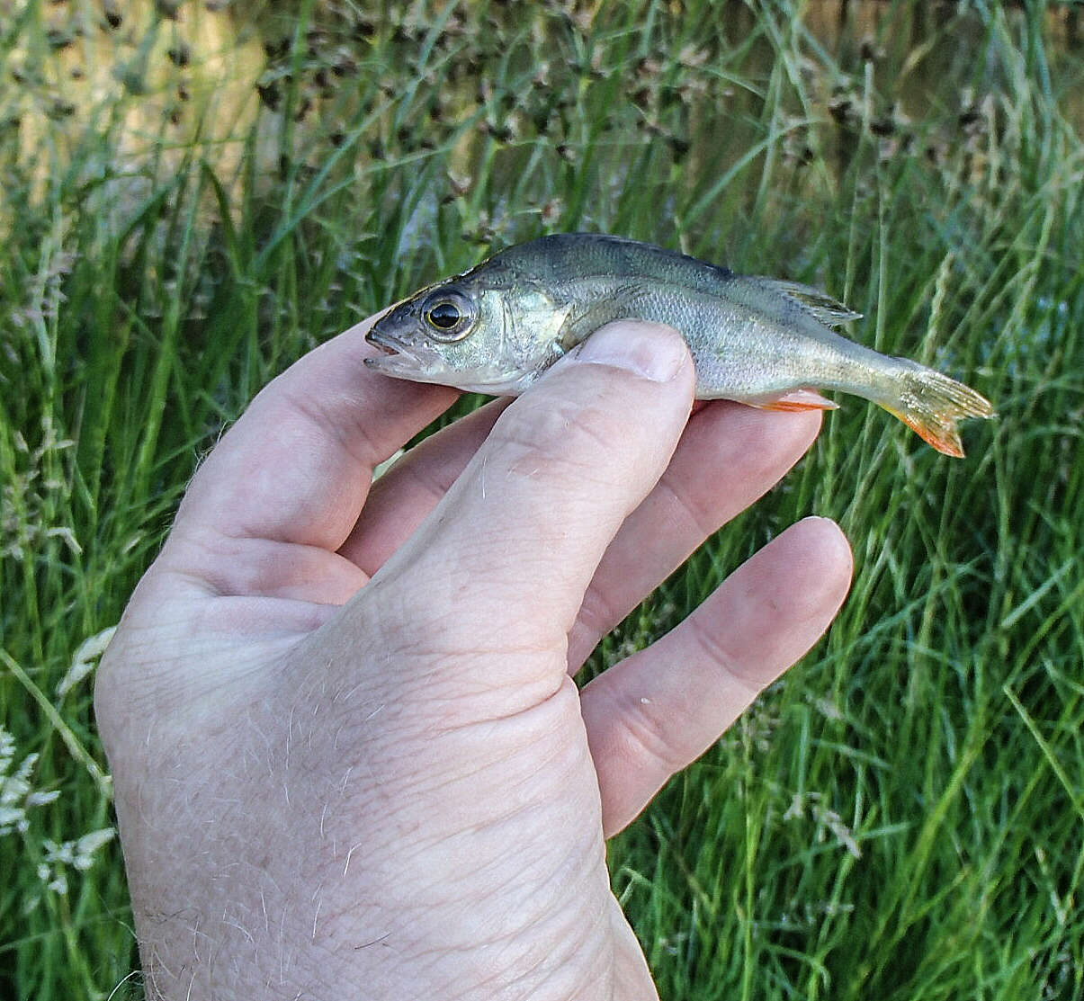 Image of Perch