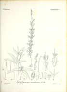 Image of <i>Symphyonema montanum</i>