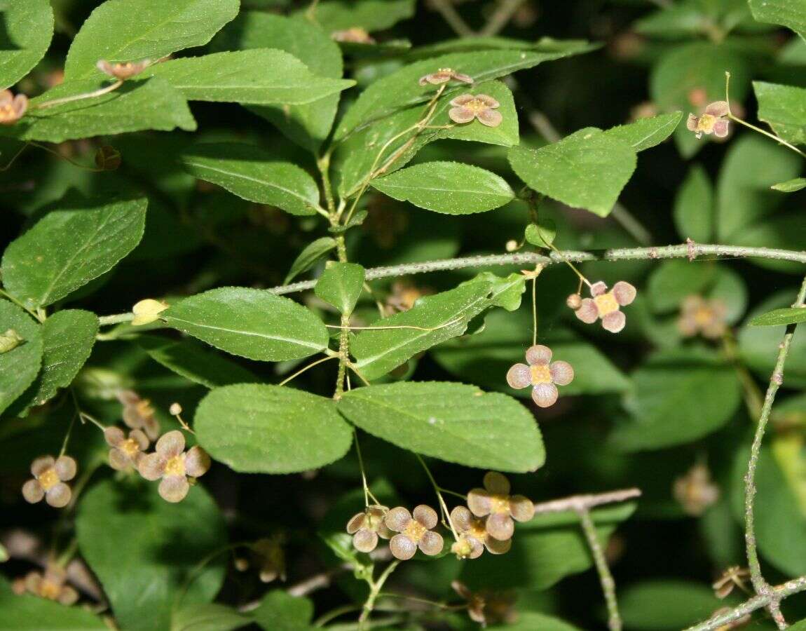 Image de Euonymus verrucosus Scop.