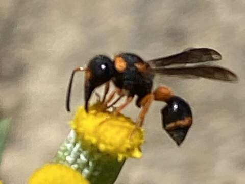 Image of Leptochilus