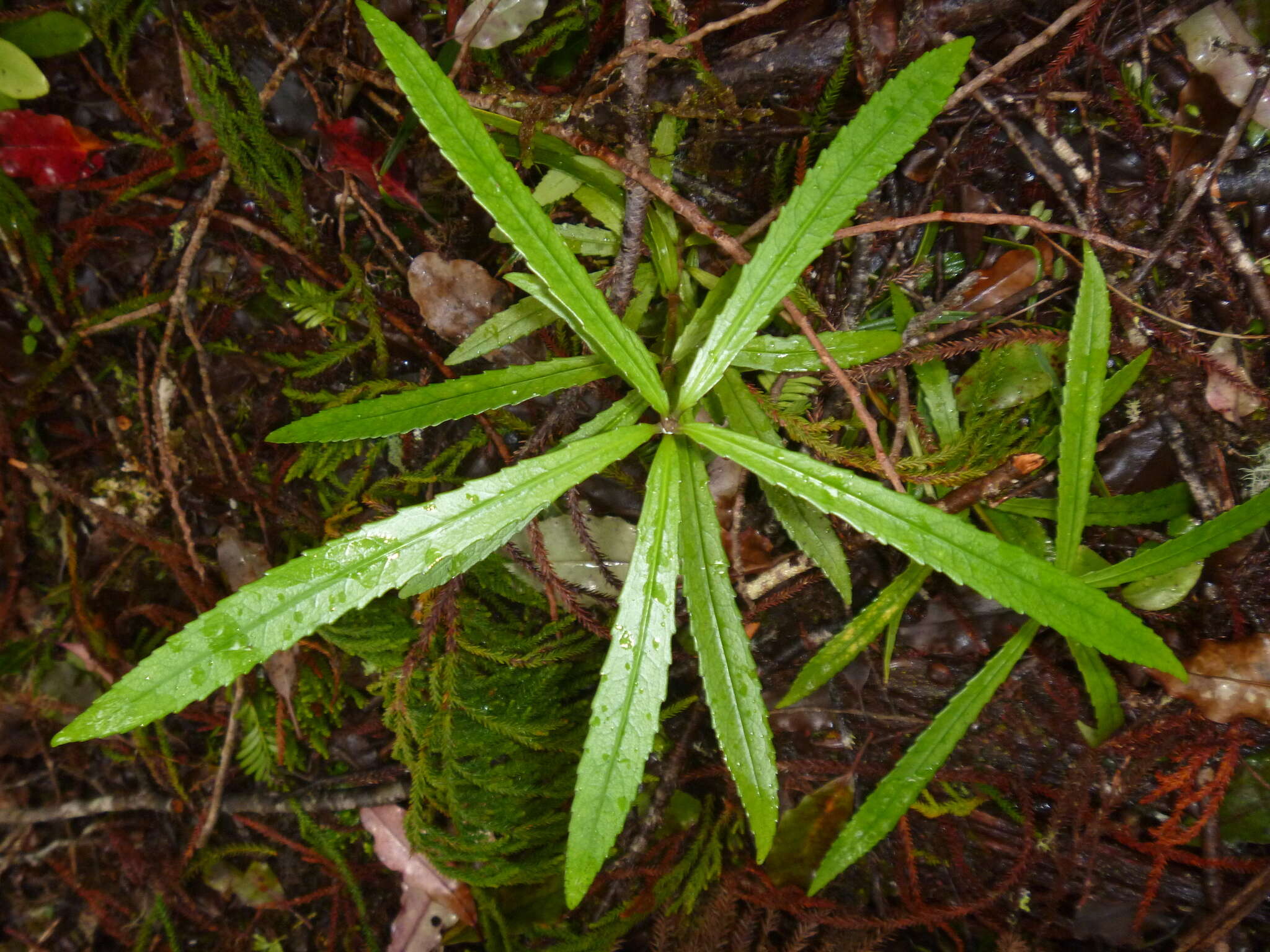 Image of Strasburgeriaceae