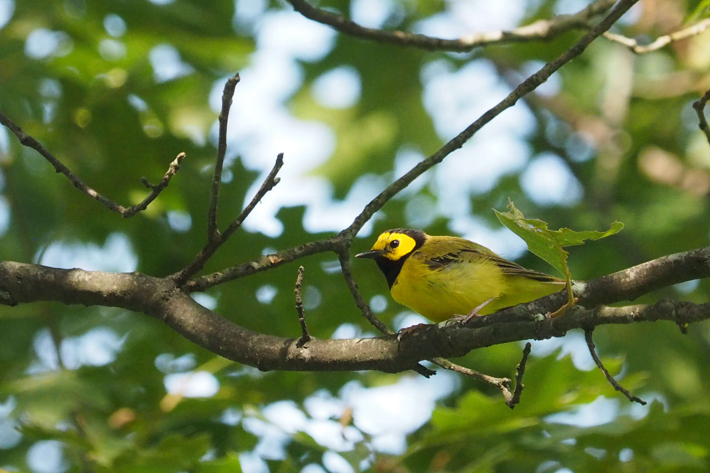 Слика од Setophaga citrina (Boddaert 1783)