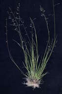 Image de Eragrostis brownii (Kunth) Nees