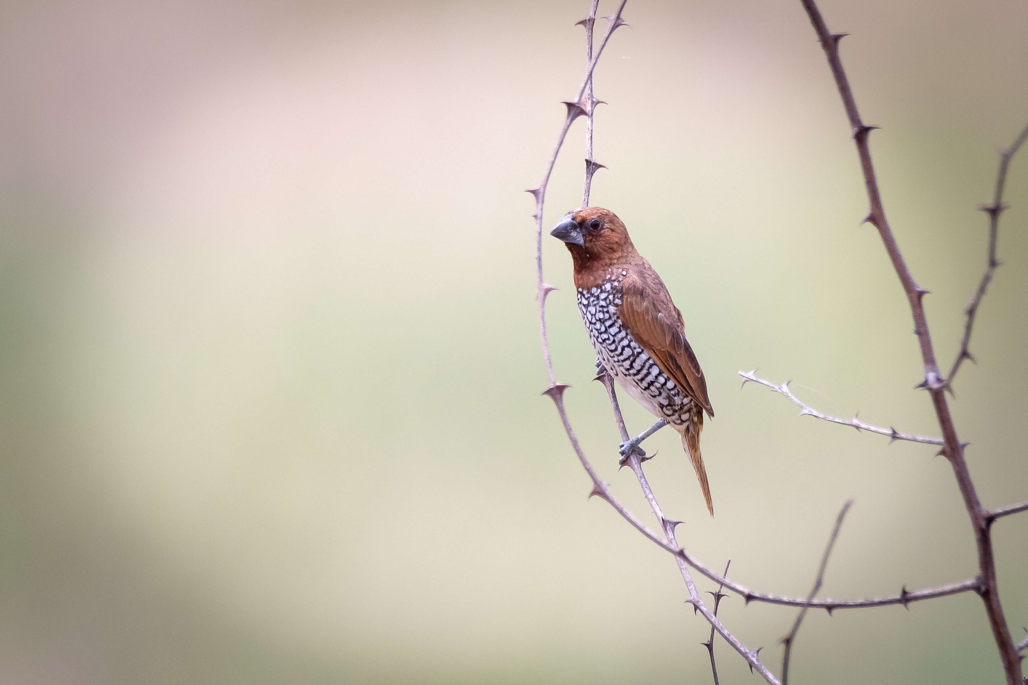 Image of Nutmeg Mannikin