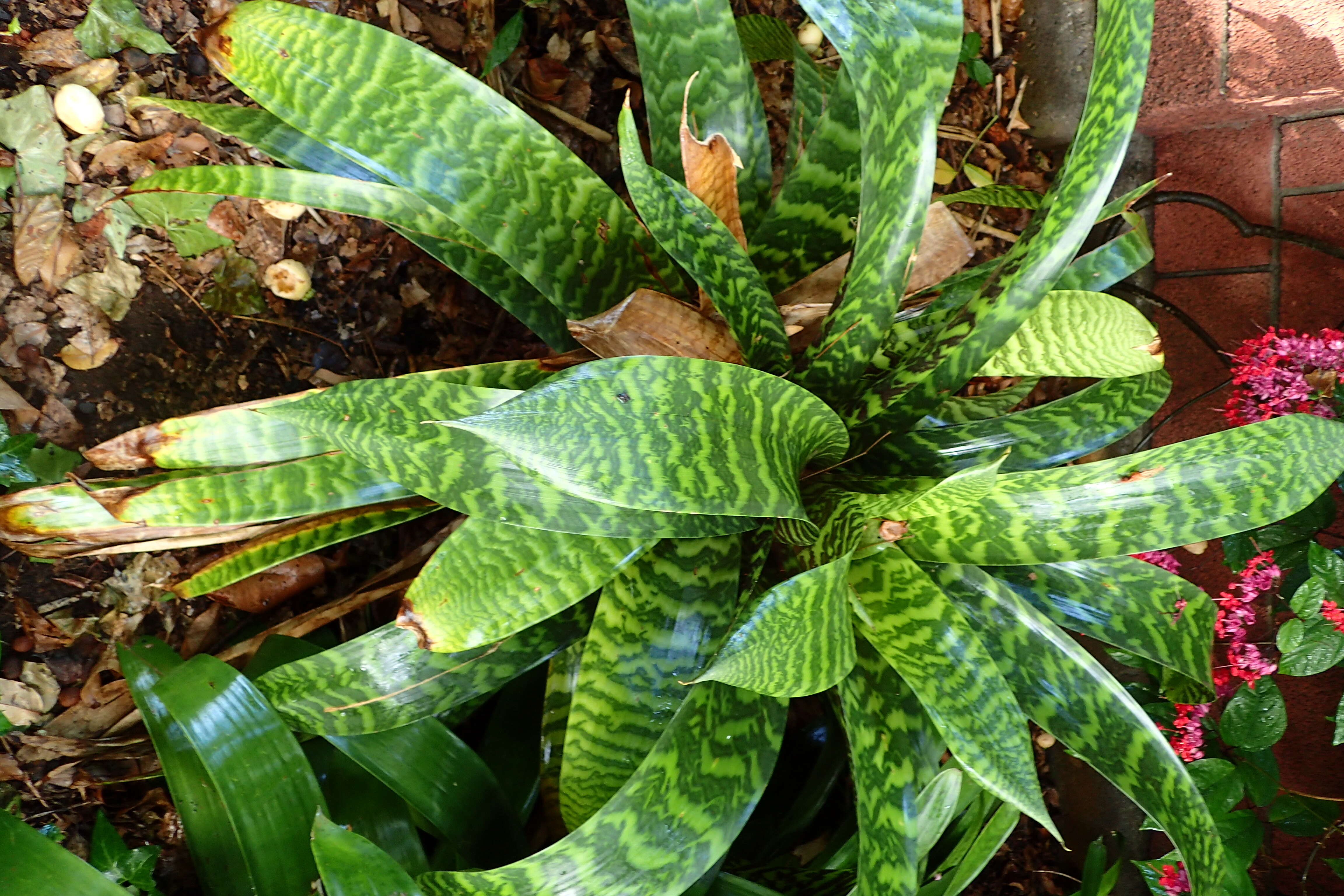 Image of Bromeliad