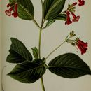 Image of Heppiella viscida (Lindl. & Paxton) Fritsch