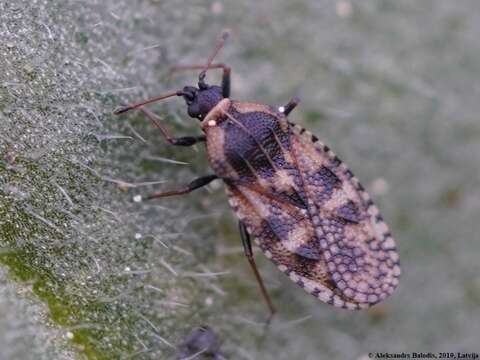 Image of Lace bug