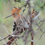 Image of African Hoopoe