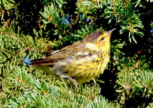 Image of Cape May Warbler