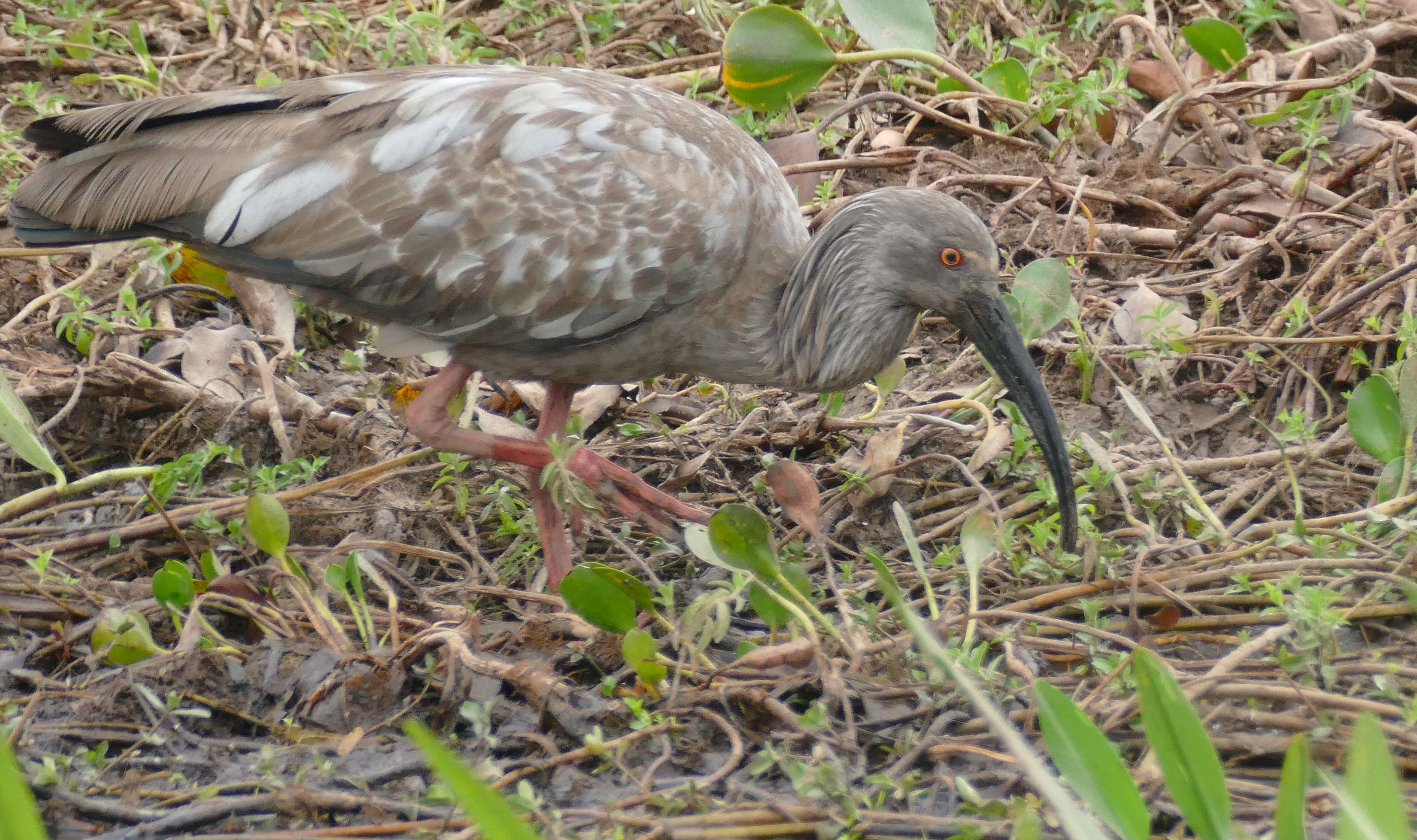 Image of Plumbeous Ibis