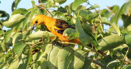 Image of Spot-breasted Oriole