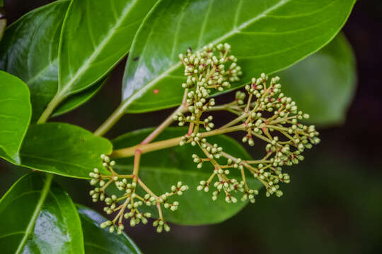 Image of Viburnum odoratissimum Ker-Gawl.