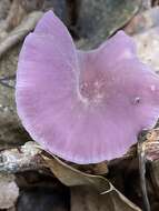 Image of Laccaria amethystina Cooke 1884