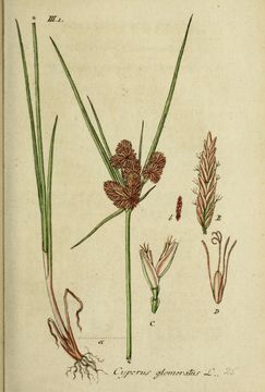 Image of <i>Cyperus glomeratus</i> L.