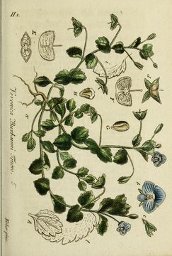 Image of speedwell