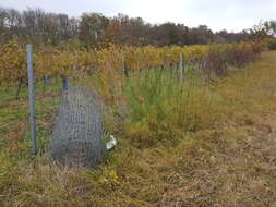 Image of willowleaf sunflower