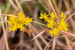 Слика од Petrosedum rupestre (L.) P. Heath