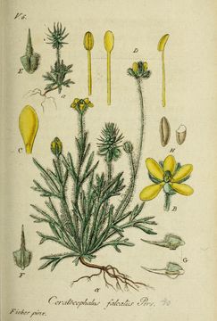 Image of <i>Ceratocephalus falcatus</i> (L.) Pers.