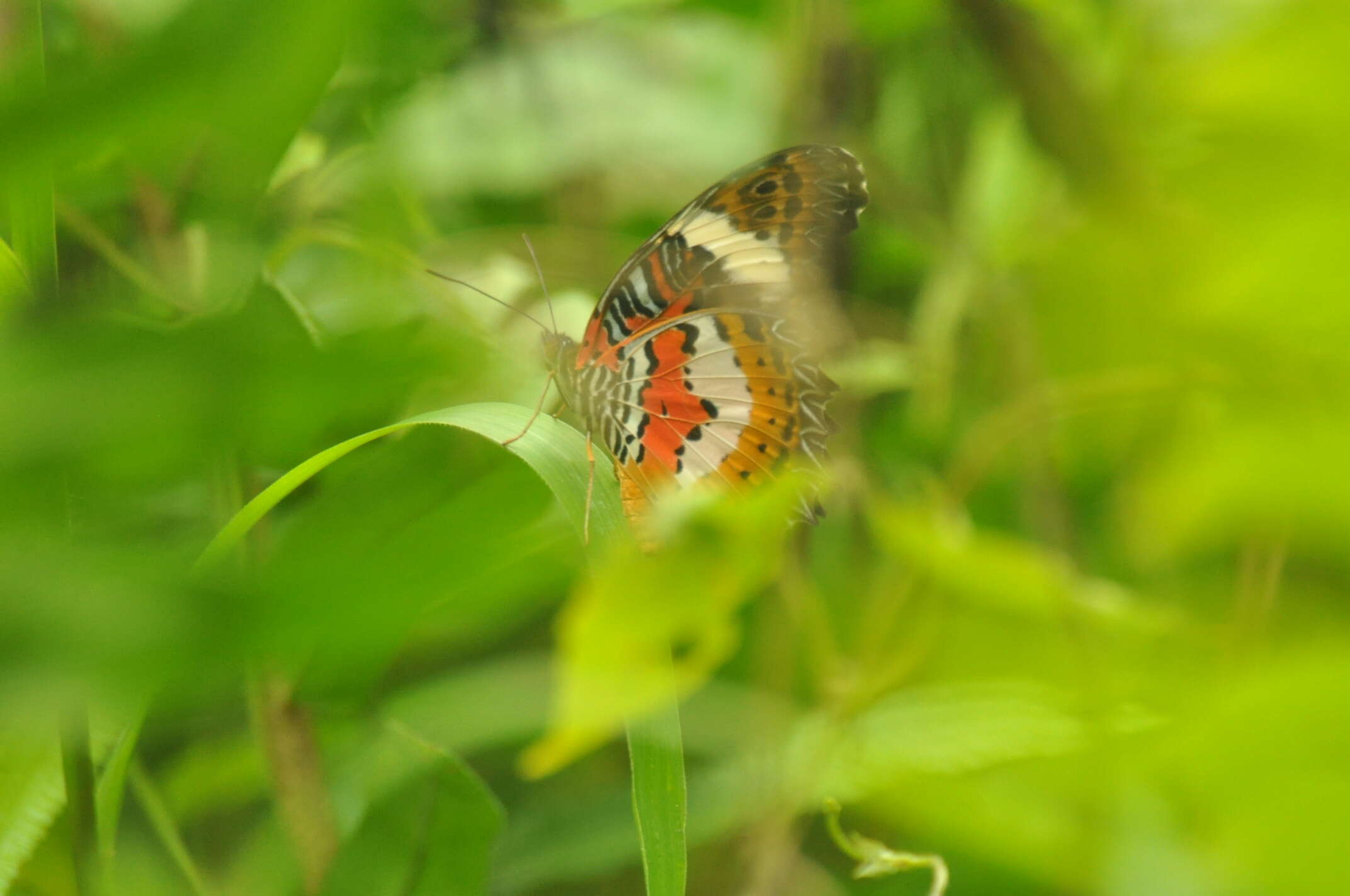 Cethosia hypsea hypsina Felder & Felder 1866 resmi