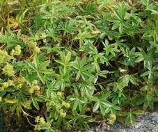 Image of Alpine Lady's-mantle