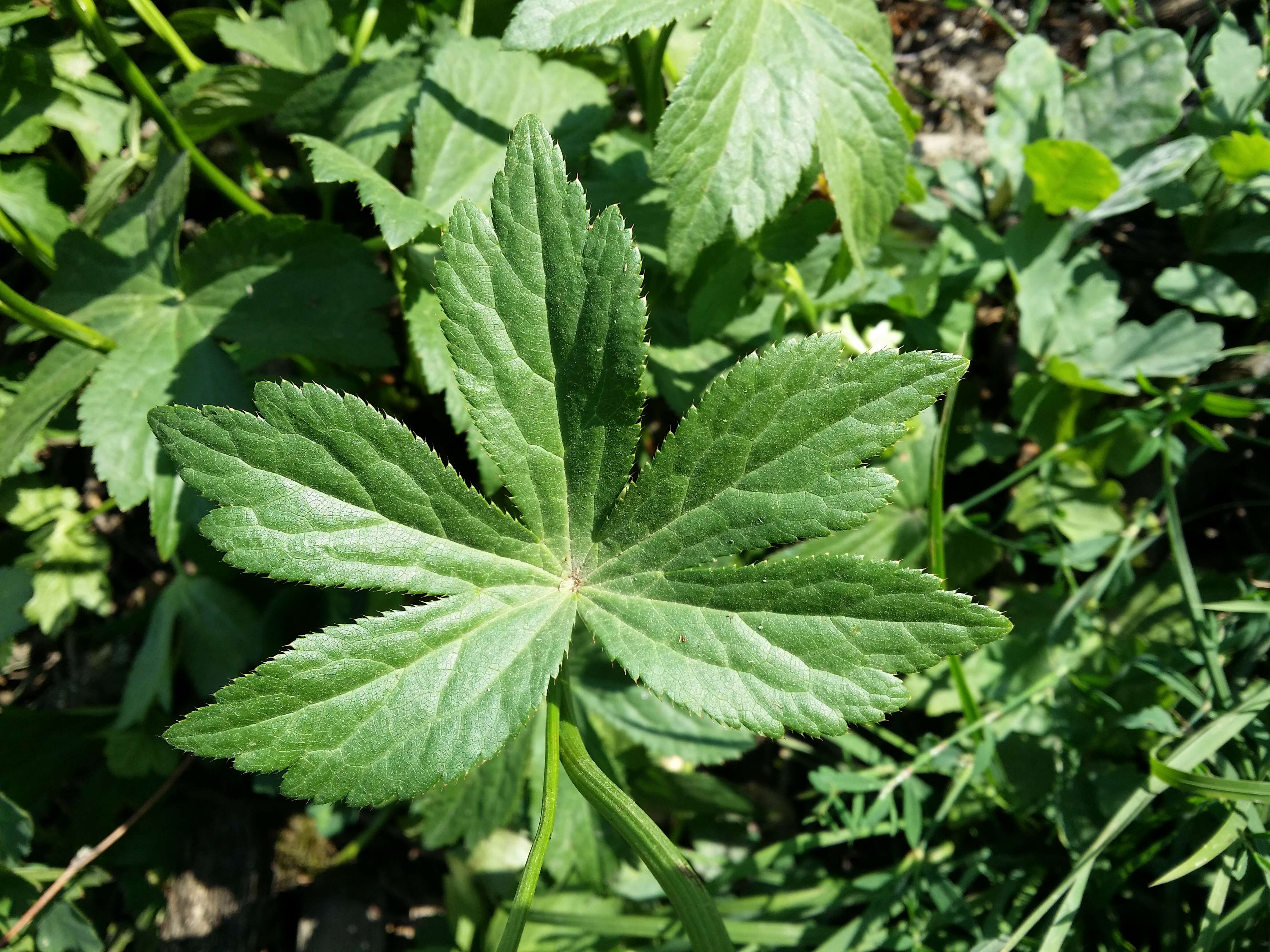 Imagem de Astrantia major L.