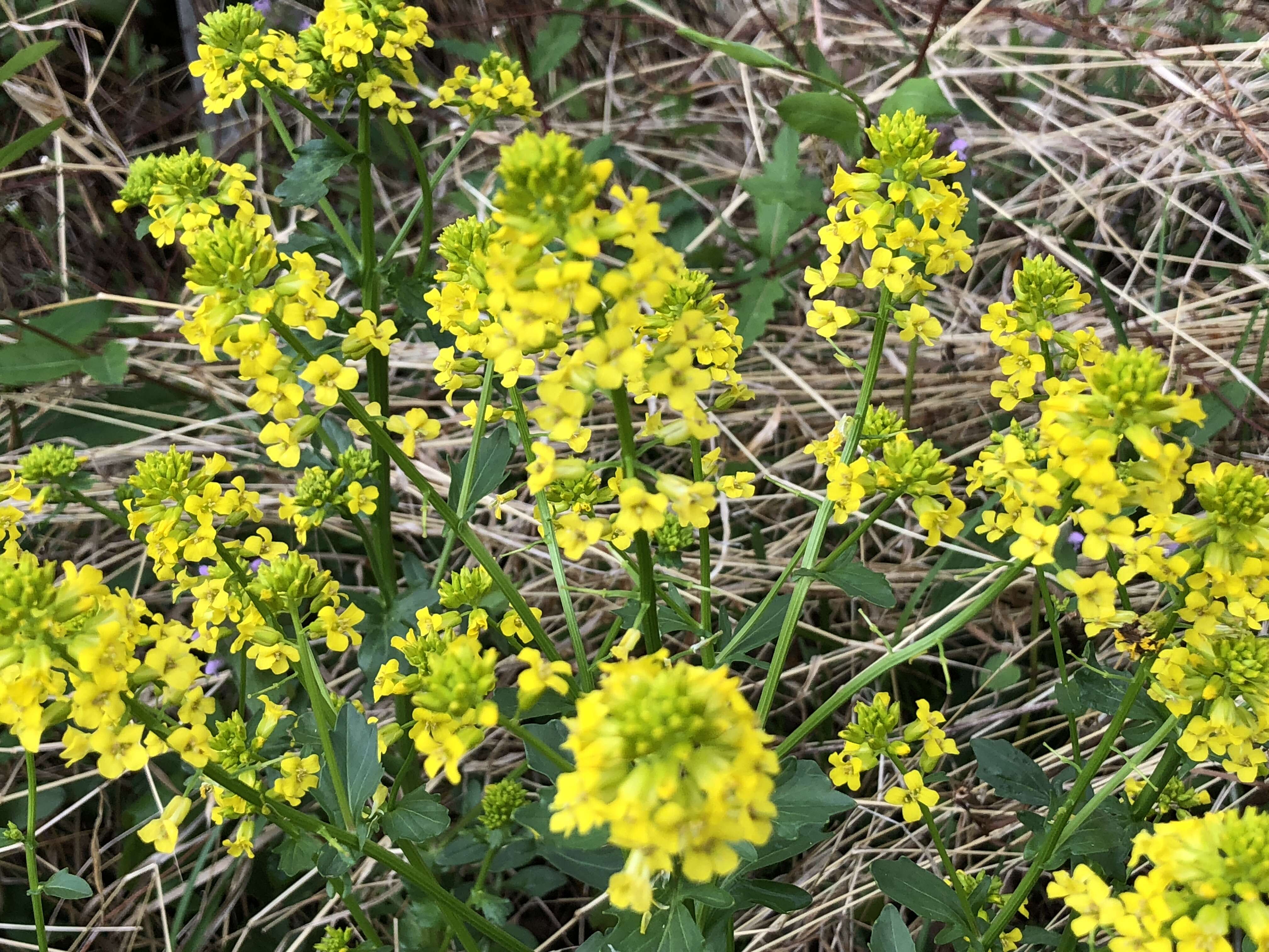 Image of white mustard