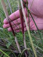 Слика од Phragmites australis subsp. australis