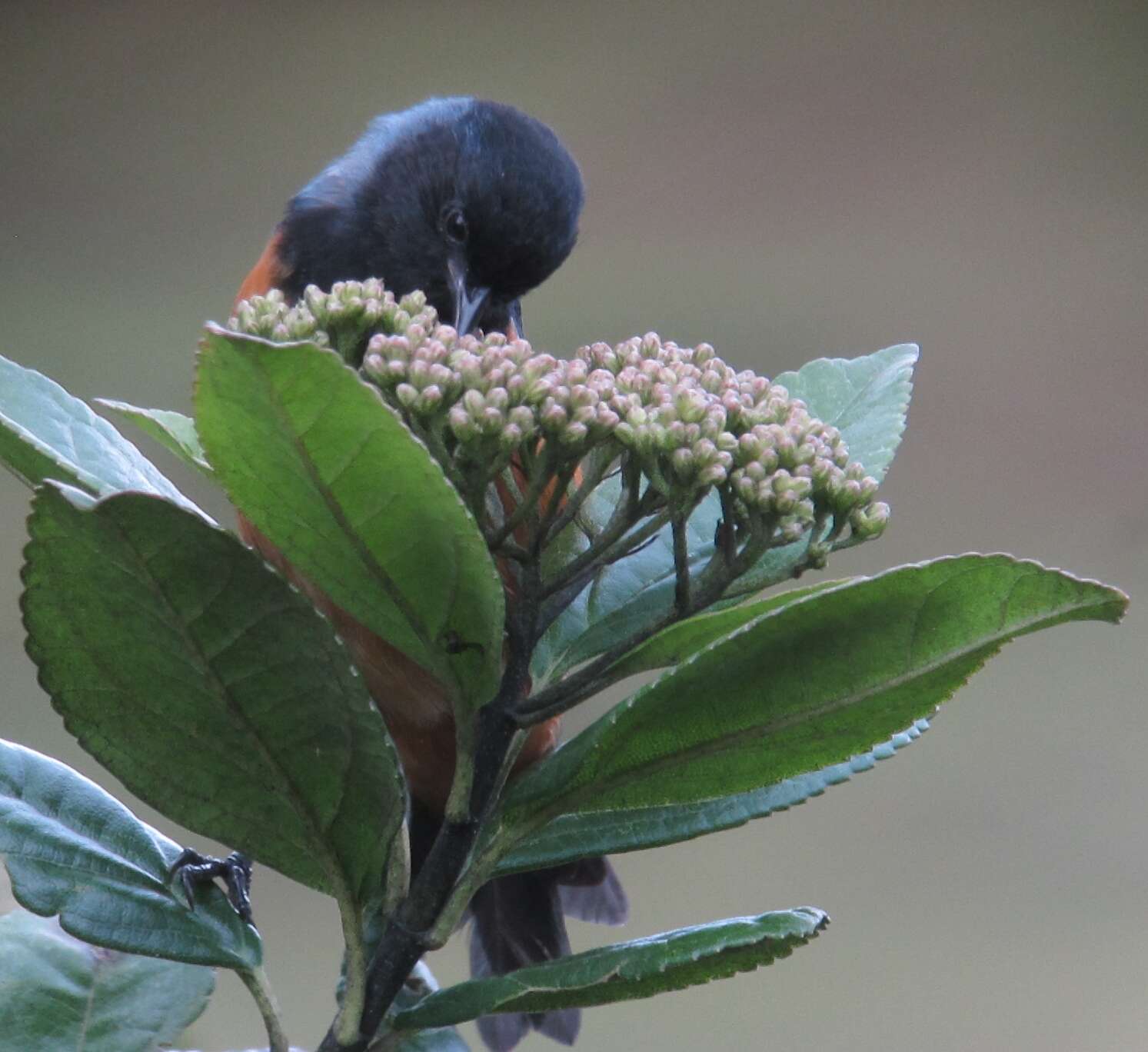 Image of Blue-backed Conebill