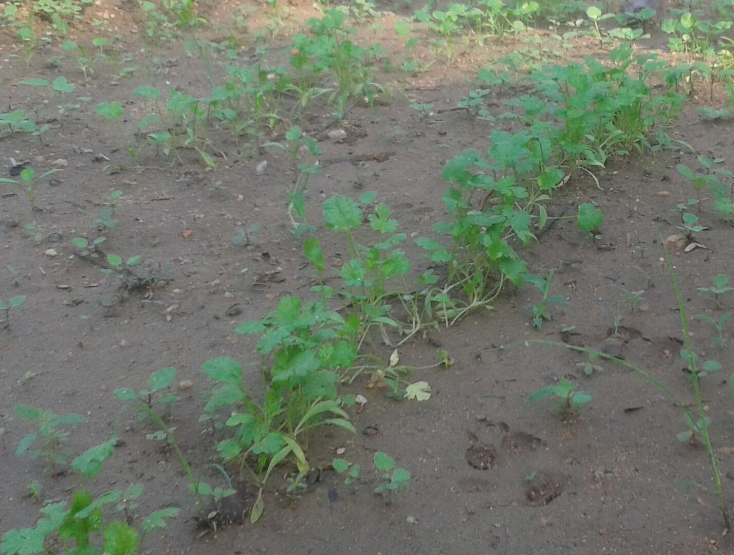 Image of coriander