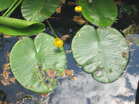 Image of Yellow Water-lily