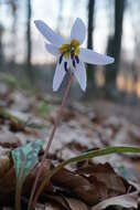 Image of Dog tooth lily