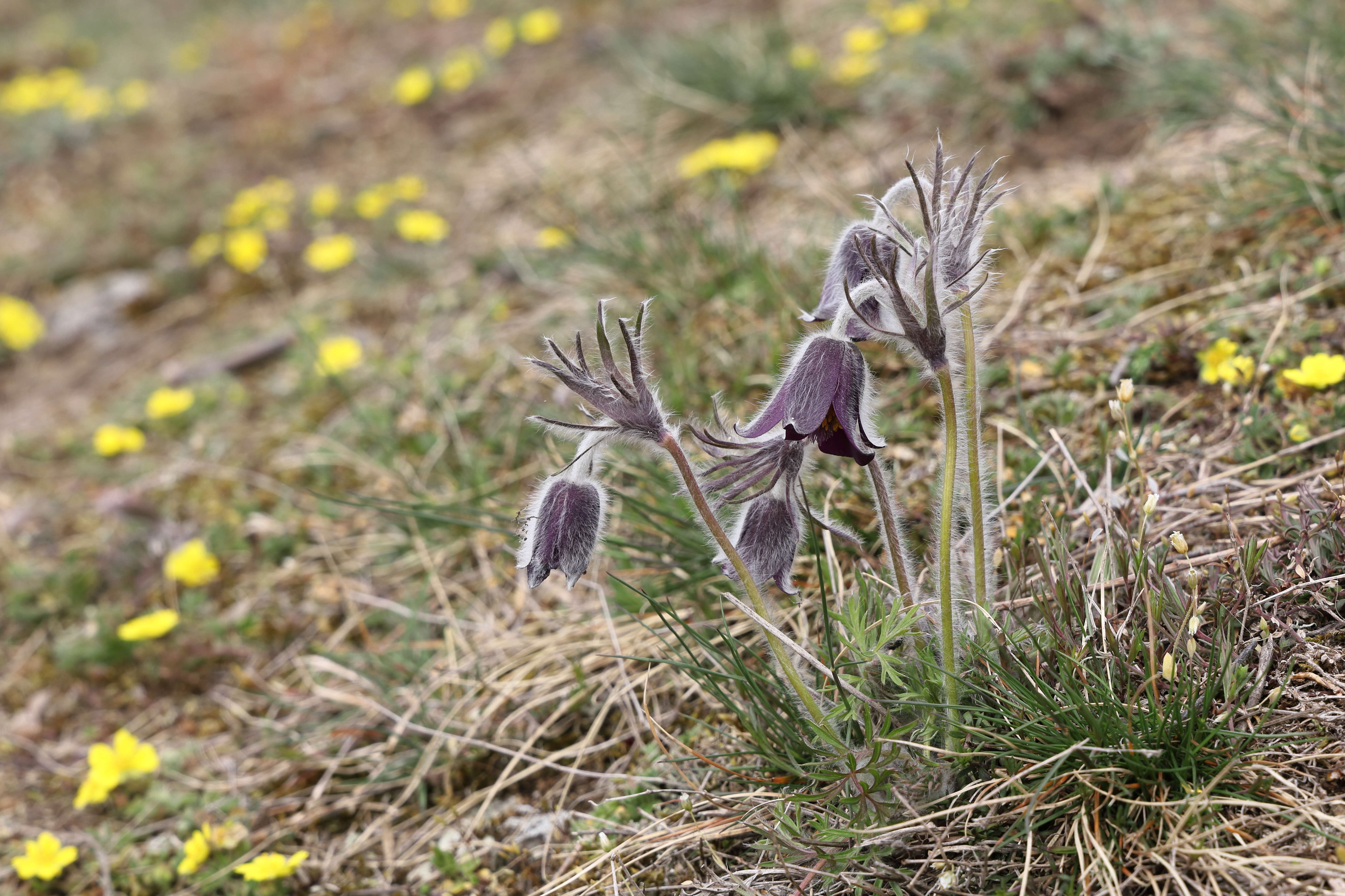 Image of Small Pasque Flower