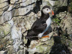 Image of Puffin