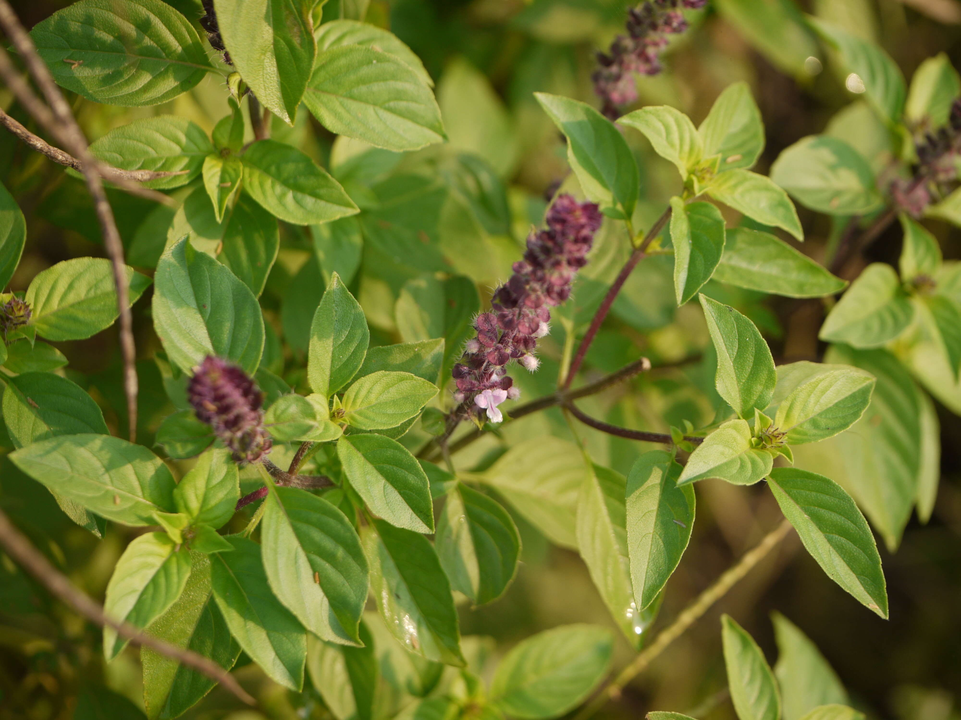 Image of sweet basil