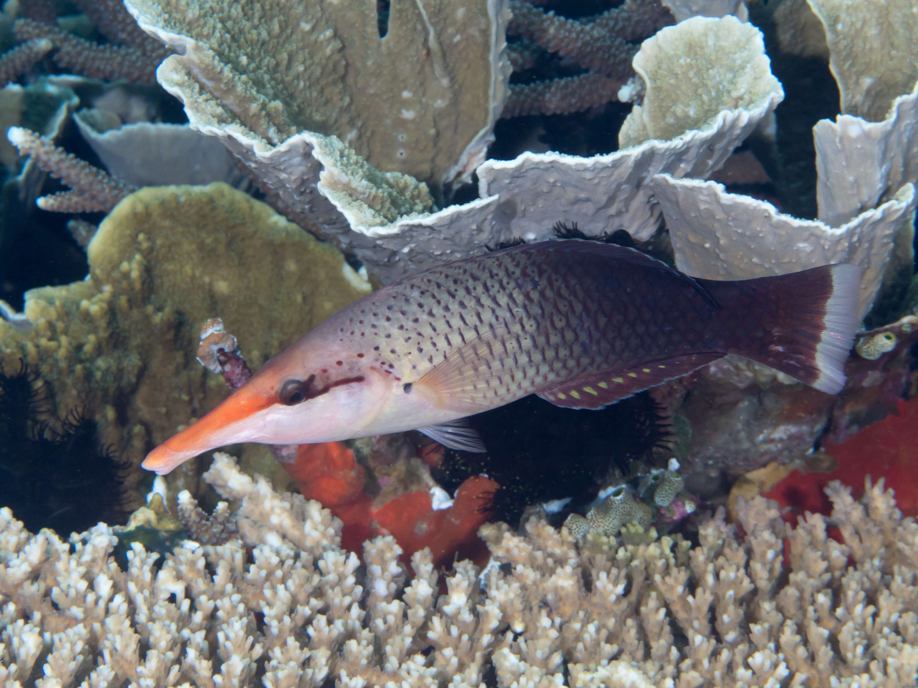 Image of Bird wrasse