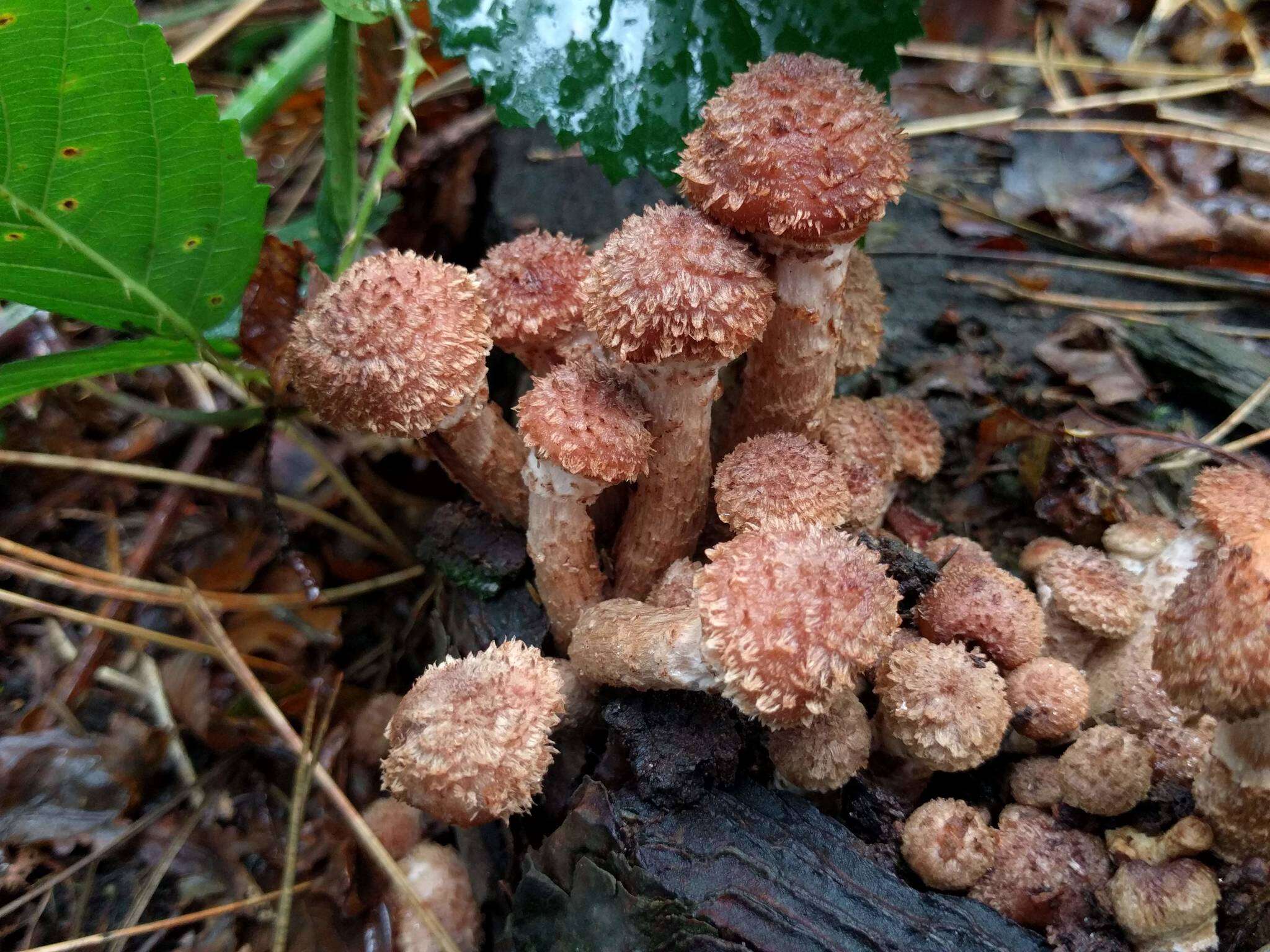 Image of Armillaria ostoyae (Romagn.) Herink 1973