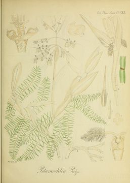 Image of watergrass