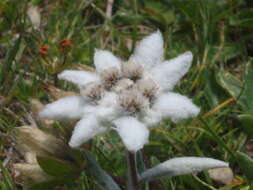 Image of edelweiss