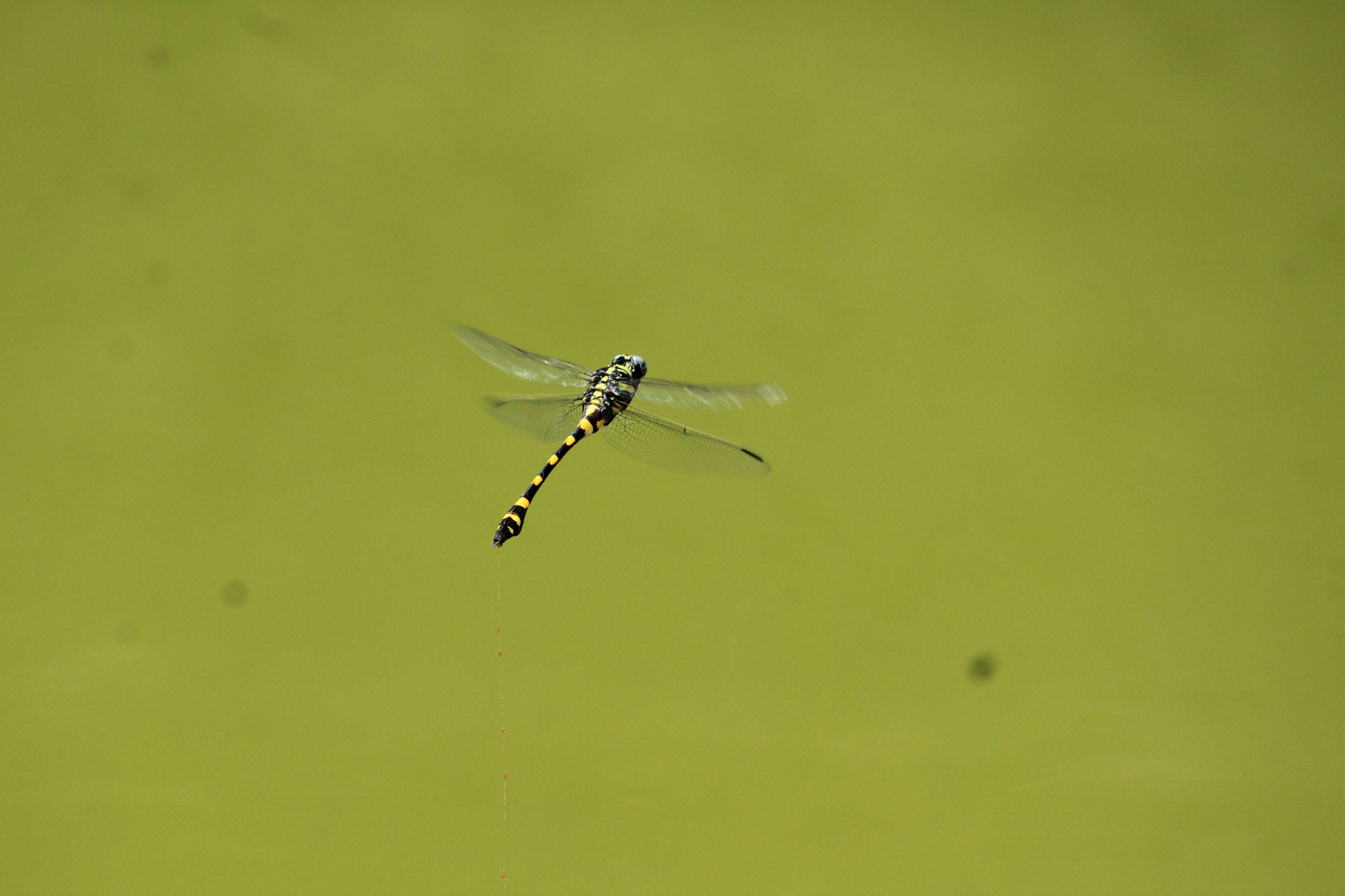 صورة Ictinogomphus rapax (Rambur 1842)