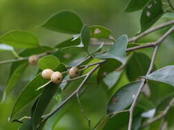 Imagem de Ficus benjamina L.