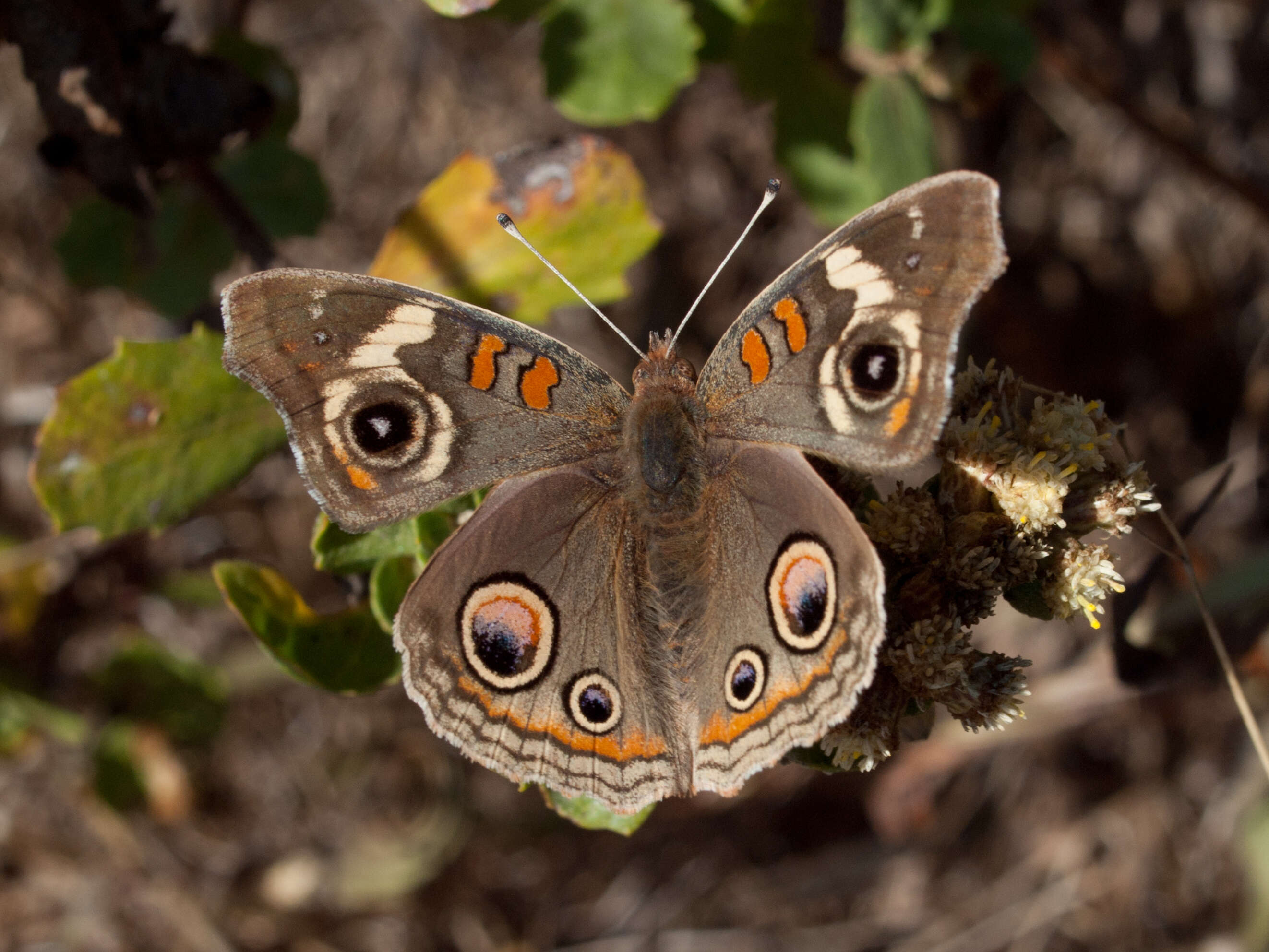 Image of Common buckeye