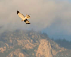 Image of Northern Harrier