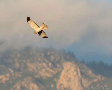 Image of Northern Harrier