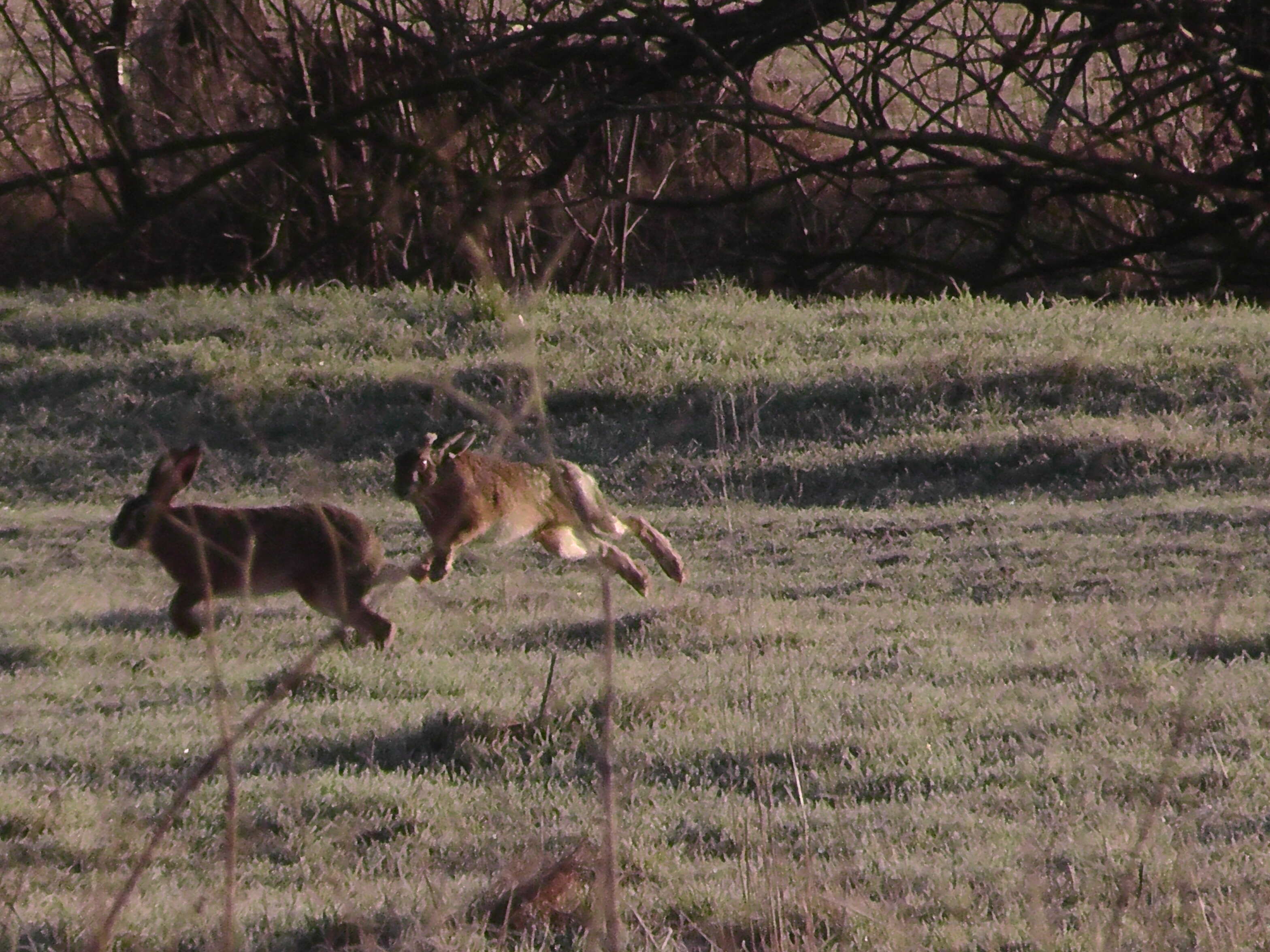 Image of brown hare, european hare