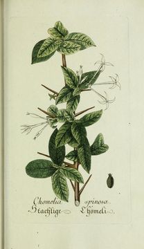Image of Tom Bush
