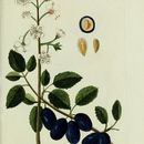Image of European plum