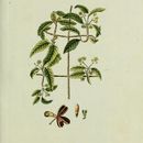 Image of medicine vine